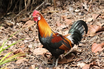 Male Chicken – Red Junglefowl (Gallus gallus). Domesticated Chicken’s wild ancestor. Note the bright and colorful plumage which shows it is a male, as well as the beautiful, shiny feathers.