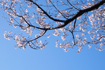 cherry blossom in spring