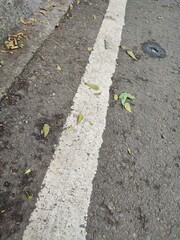 White lines on the asphalt road surface for driver safety when crossing