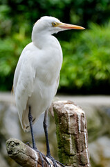 Portrait of a cattle egret. Close-up view of a cattle egret