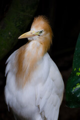 Portrait of a cattle egret. Close-up view of a cattle egret