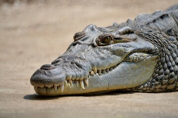 Obraz premium A crocodile lying on the ground.