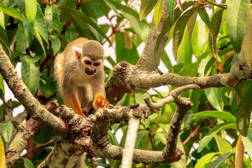 A vibrant squirrel monkey peeks through the foliage, showcasing its playful nature and bright inquisitive eyes.