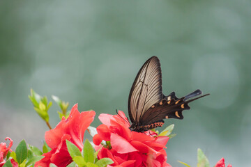 5月の川辺　カラスアゲハが赤い花の蜜を吸う02