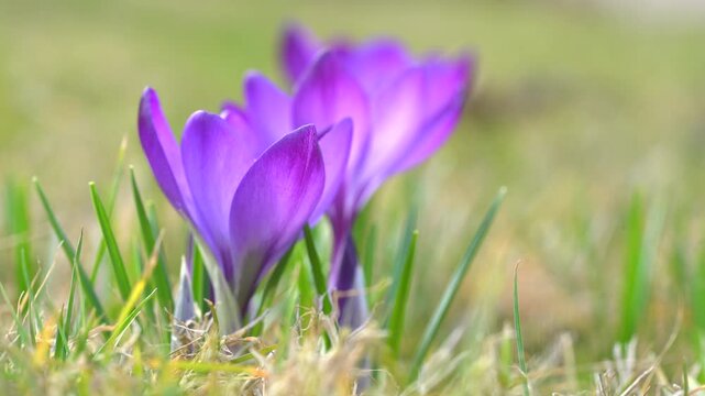Beautiful violet crocuses grow in meadow. Early spring flowers.	