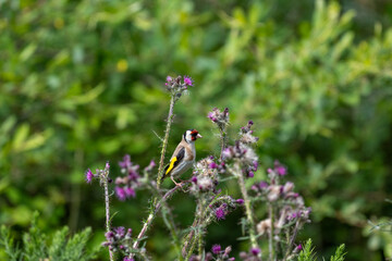 Carduelis carduelis/European goldfinch/Chardonneret d'Europe/IUCN=LC/B163_006_024
passereau, oiseau, oiseau coloré, chardon, tête rouge, oiseau tête rouge, petit oiseau, nature, sauvage, 