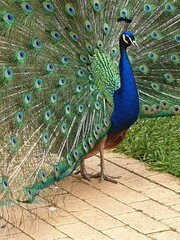 Closeup of a peacock in the garden