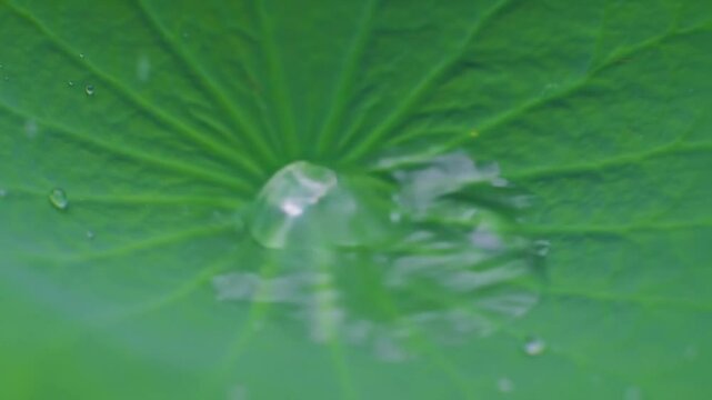 Water droplet on vibrant green lotus leaf surface in natural setting  