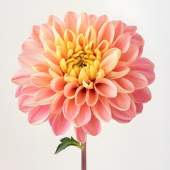 Beautiful Pink Dahlia Flower with Yellow Center on a Soft Background Showcasing Natural Grace
