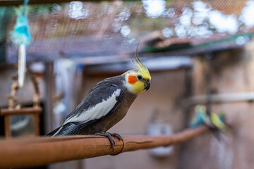 Cockatiel parrot perched on wooden branch indoors
Yellow and grey cockatiel close-up
Pet cockatiel bird looking curious
Domestic cockatiel parrot with orange cheeks
