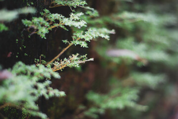 Peaceful Morning at Wat Mokklai – Rural Thai Temple and Worship

