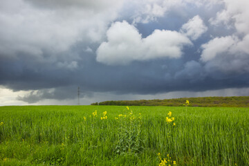 Rural fields on a stormy day in France: green meadow, few rapeseed flowers and thick clouds in the high sky