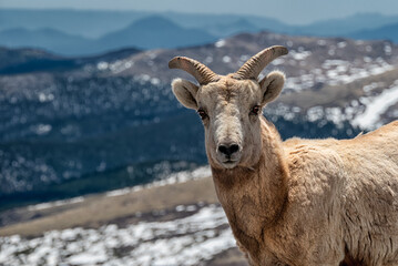 mountain goat in the snow