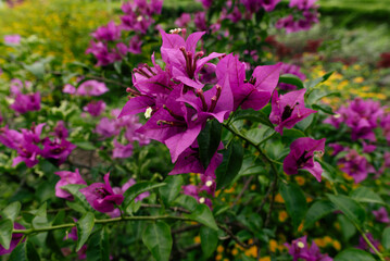Vibrant Fuchsia Bougainvillea Flowers Basking in a Sunlit Garden Setting