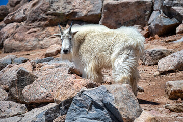 Mountain Goat