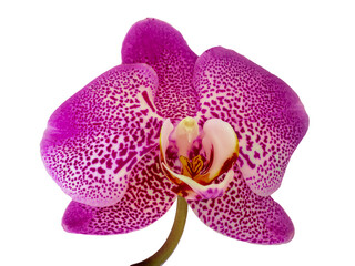 Orchid flower without background 