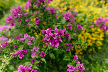 Vibrant Purple Bougainvillea Flowers in Bloom With a Lush Yellow Background