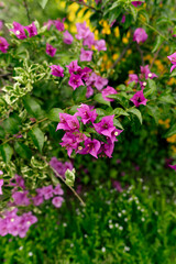 Blooming Purple Bougainvillea Flowers in a Vibrant Green Garden Setting