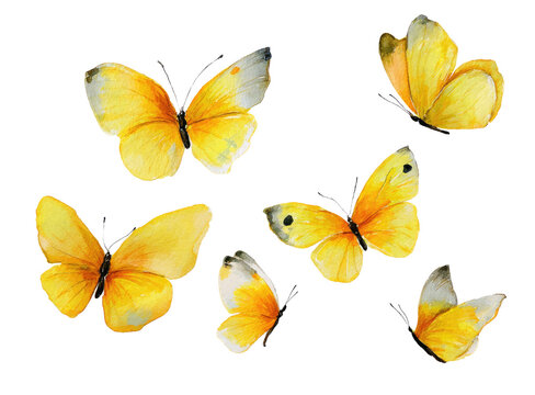 Fototapeta Yellow butterflies flying, watercolor painting on a white background, clip art for stickers