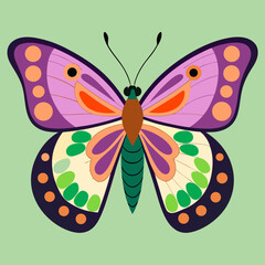 colorful butterfly vector illustration