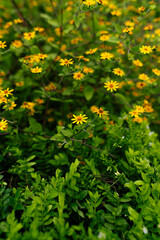 Obraz premium Bright Yellow Wildflowers in Green Foliage on a Sunny Day