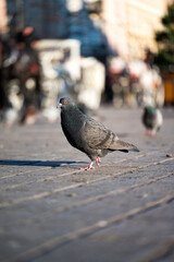 pigeon on the street