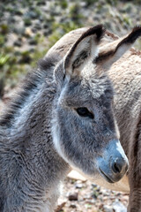 Fototapeta premium portrait of a donkey