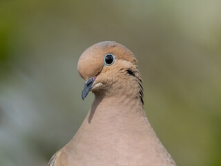 A close up of the head of a Mourning Dove with a questioning look at the camera