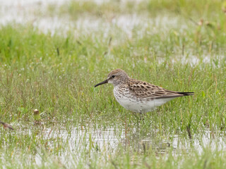 An adult White-rumped Sandpiper resting in flooded grass covered in water droplets