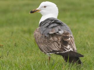 A close up of a subadult Lesser Black-backed Gull standing in a grassy field