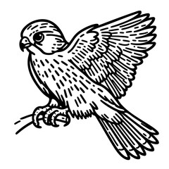 Majestic Falcon: A Stunning Black and White Bird Illustration