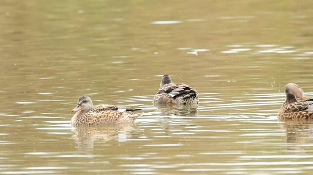 swimming female gadwall ducks photographed, gadwall ducks on the pond, idyllic scene on the lake with peaceful ducks, idyllic nature with 
 water birds, Mareca strepera