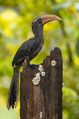 Malabar grey hornbill perched on a tree stump