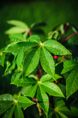 green leaves of a tree