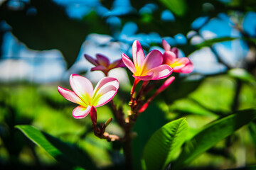 pink plumeria flower