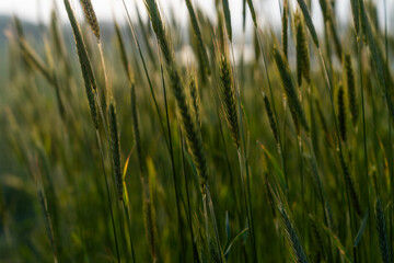 Fototapeta premium swaying barley in the farm