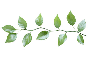Fototapeta premium Green twig of italian ruscus (DANAE RACEMOSA) with fresh leaves isolated on white or transparent background