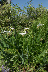 Peace Lilies growing wild in the Devon countryside