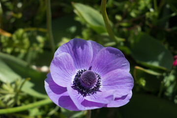 Single stem blue anenome flowering in Dartmouth UK