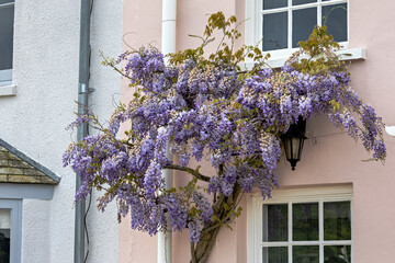 Wisteria with a profusion of blue flowers in springtime growing on a house in Dartmouth Devon