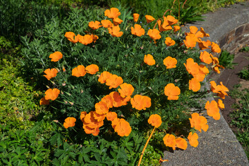 Calfornian poppy, Eschscholzia Californica Cham flowering in the spring sunshine