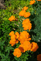 Calfornian poppy, Eschscholzia Californica Cham flowering in the spring sunshine
