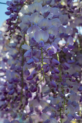 Wisteria with a profusion of blue flowers in springtime