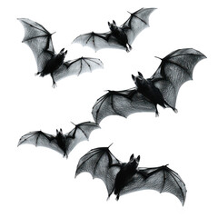 Fototapeta premium Bats flying in the darkness isolated on transparent background