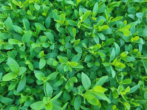 fresh green sprouts of Polygonum aviculare