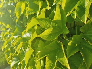 fresh leaves of Parthenocissus tricuspidata in bright light