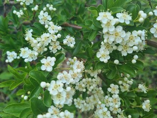 white flowering pyracantha bushes