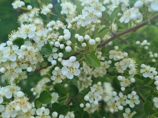 white flowering pyracantha bushes
