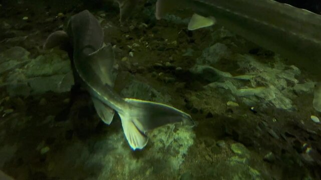 Sturgeon fish swimming in aquarium. sturgeons floating under water. Beluga swimming 