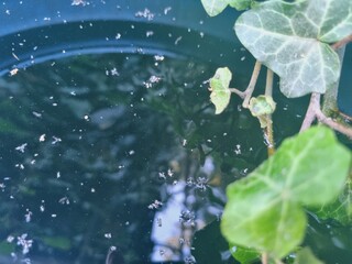 fresh green ivy leaves and reflection in water